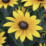 Close-up of Heirloom Organic Black-eyed Susans Flower with dark centers in a garden setting