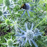 Heirloom Organic Blue Sea Holly Flower in a garden