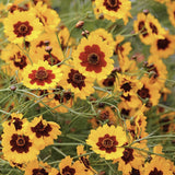 Close-up of Heirloom Organic Plains Coreopsis (AKA Coreopsis Tinctoria, Plains Coreopsis, Garden Coreopsis, Golden Tickseed, Calliopsis) with brown centers on a green background
