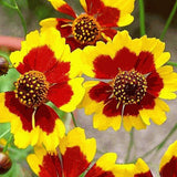 Close-up of Heirloom Organic Plains Coreopsis (AKA Coreopsis Tinctoria, Plains Coreopsis, Garden Coreopsis, Golden Tickseed, Calliopsis) with a blurred background