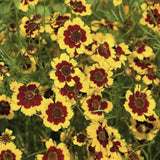 Close-up of Heirloom Organic Plains Coreopsis (AKA Coreopsis Tinctoria, Plains Coreopsis, Garden Coreopsis, Golden Tickseed, Calliopsis) with green leaves