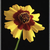 Heirloom Organic Plains Coreopsis (AKA Coreopsis Tinctoria, Plains Coreopsis, Garden Coreopsis, Golden Tickseed, Calliopsis)with a red center on a black background
