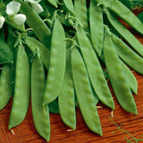 Heirloom Organic Sugar Daddy Stringless Peas in pods on a wooden surface