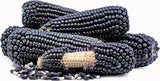 RARE  (NATIVE AMERICAN) Heirloom Organic Black Aztec Corn Seeds (Black Mexican Corn) Seeds on a white background