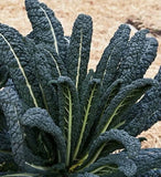 Close-up of Heirloom Organic Black Magic Lacinato Kale on a blurred background