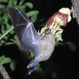 Bat feeding on a RARE Organic Heirloom Calabash Fruit Tree at night
