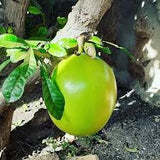 RARE Organic Heirloom Calabash Fruit Tree hanging from a tree branch with leaves