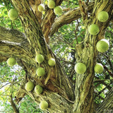 RARE Organic Heirloom Calabash Fruit Treewith a natural background