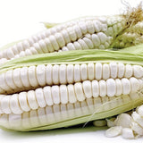 RARE Heirloom Organic Incan Cuzco Maize Seeds !!!WORLD'S LARGEST!! Giant White Peruvian Sweet Corn with some kernels scattered on a white background