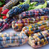 Heirloom Organic Indian Corn Seeds (Aka Glass Gem Corn) on a white background