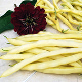 Heirloom Organic Yellow Pencil Pod Bush Beans and a dark red flower on a light surface