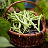 Basket of Organic Heirloom Top Crop Bush Bean among green leafy vegetables