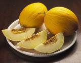RARE Heirloom Organic Canary Melon Seedswith a dark background