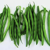 Heirloom Organic Dwarf Gray Sugar Garden Peas on a white background