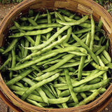 Basket of Heirloom Organic Dwarf Gray Sugar Garden Peas on a natural background