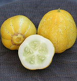 Rare Heirloom Organic Lemon Cucumber with a sliced half on a dark textured background