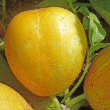 Close-up of a Rare Heirloom Organic Lemon Cucumber with green leaves in the background