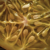 Close-up of Organic Heirloom Horned Melon Seeds (Cucumis metuliferus, Kiwano, Jelly Melon, African Horned Cucumber.)  with seeds and pulpy interior