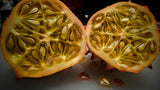 Organic Heirloom Horned Melon Seeds (Cucumis metuliferus, Kiwano, Jelly Melon, African Horned Cucumber.)  on a dark background