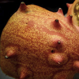 Organic Heirloom Horned Melon Seeds (Cucumis metuliferus, Kiwano, Jelly Melon, African Horned Cucumber.)  in half on a dark background