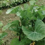 Vegetable garden with lENDANGERED!!!!! Heirloom Organic Pilgrim's Kale Seed !!!ENDANGERED PLANT species super rare!