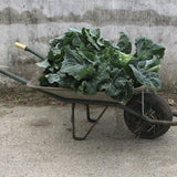 Wheelbarrow filled with ENDANGERED!!!!! Heirloom Organic Pilgrim's Kale Seed !!!ENDANGERED PLANT species super rare! against a concrete wall.