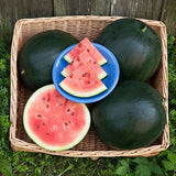 Basket of Organic Heirloom Blacktail Mountain Watermelons with a sliced watermelon and watermelon slices on a blue plate outdoors.