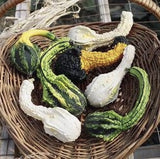 Basket withHeirloom Organic Autumn Wings Gourds on a wooden surface