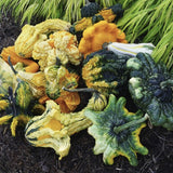 Heirloom Organic Autumn Wings Gourd in green, yellow, and orange on a dark surface with grass in the background