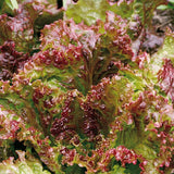 Close-up of Heirloom Organic New Red Fire Lettuce