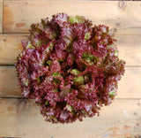 Heirloom Organic New Red Fire Lettuce on a wooden surface