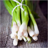 Bunch of Heirloom Organic Tokyo Long White Onions on a wooden surface