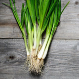 Bunch of Heirloom Organic Tokyo Long White Onion on a wooden surface