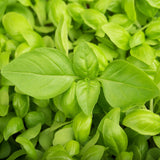 Close-up of fresh green Heirloom Organic Lemon Basil leaves