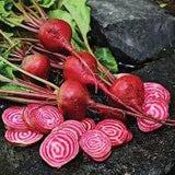Heirloom Organic Chioggia Guardsmark Beetwith sliced pieces on a stone surface