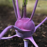 Heirloom Organic Azur Star Kohlrabi plant growing in soil