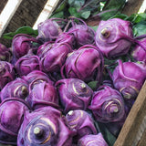 Close-up of Heirloom Organic Azur Star Kohlrabi
