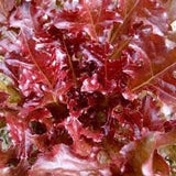 Close-up of Heirloom Organic 8 Lettuce Salad Bowl 