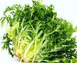 Fresh Heirloom Organic Green Curled Ruffec Endive on a white background
