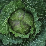 Close-up of a Heirloom Organic Danish Ballhead Cabbage with detailed leaves