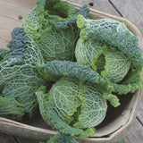 Heirloom Organic Danish Ballhead Cabbages in a wooden basket on a wooden surface