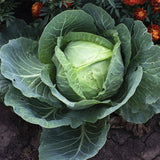 Heirloom Organic Danish Ballhead Cabbage with a background of orange flowers