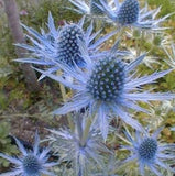 Heirloom Organic Blue Sea Holly Flower in a garden setting