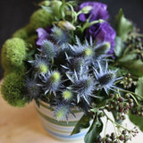 Heirloom Organic Blue Sea Holly Flower on a wooden surface.
