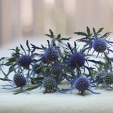 Heirloom Organic Blue Sea Holly Floweron a white surface with a blurred background