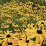 Field of Heirloom Organic Black-eyed Susans Flowerwith green grass