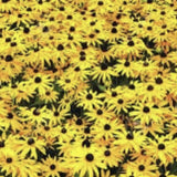 Heirloom Organic Black-eyed Susans Flower with black centers on a yellow background