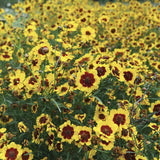 Heirloom Organic Plains Coreopsis (AKA Coreopsis Tinctoria, Plains Coreopsis, Garden Coreopsis, Golden Tickseed, Calliopsis) with green leaves