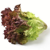 Heirloom Organic New Red Fire Lettuce on a white background