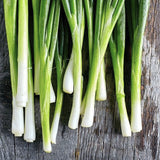 Heirloom Organic Tokyo Long White Onion on a wooden surface